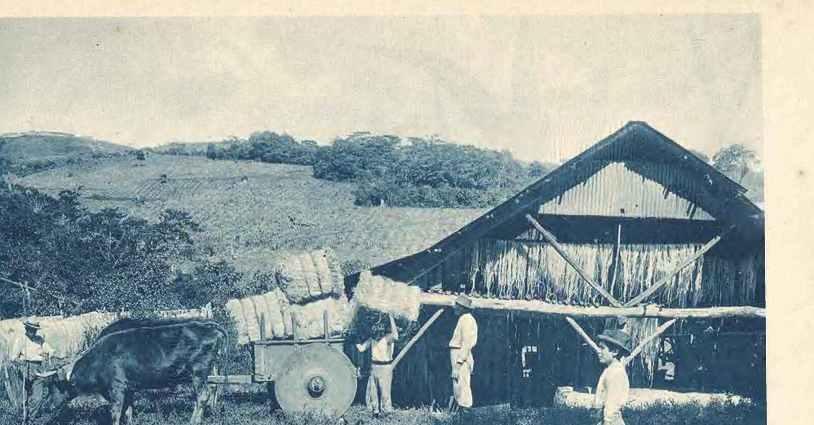 Boyero con yunta de bueyes acarreando cabuya, Santiago, 1922.